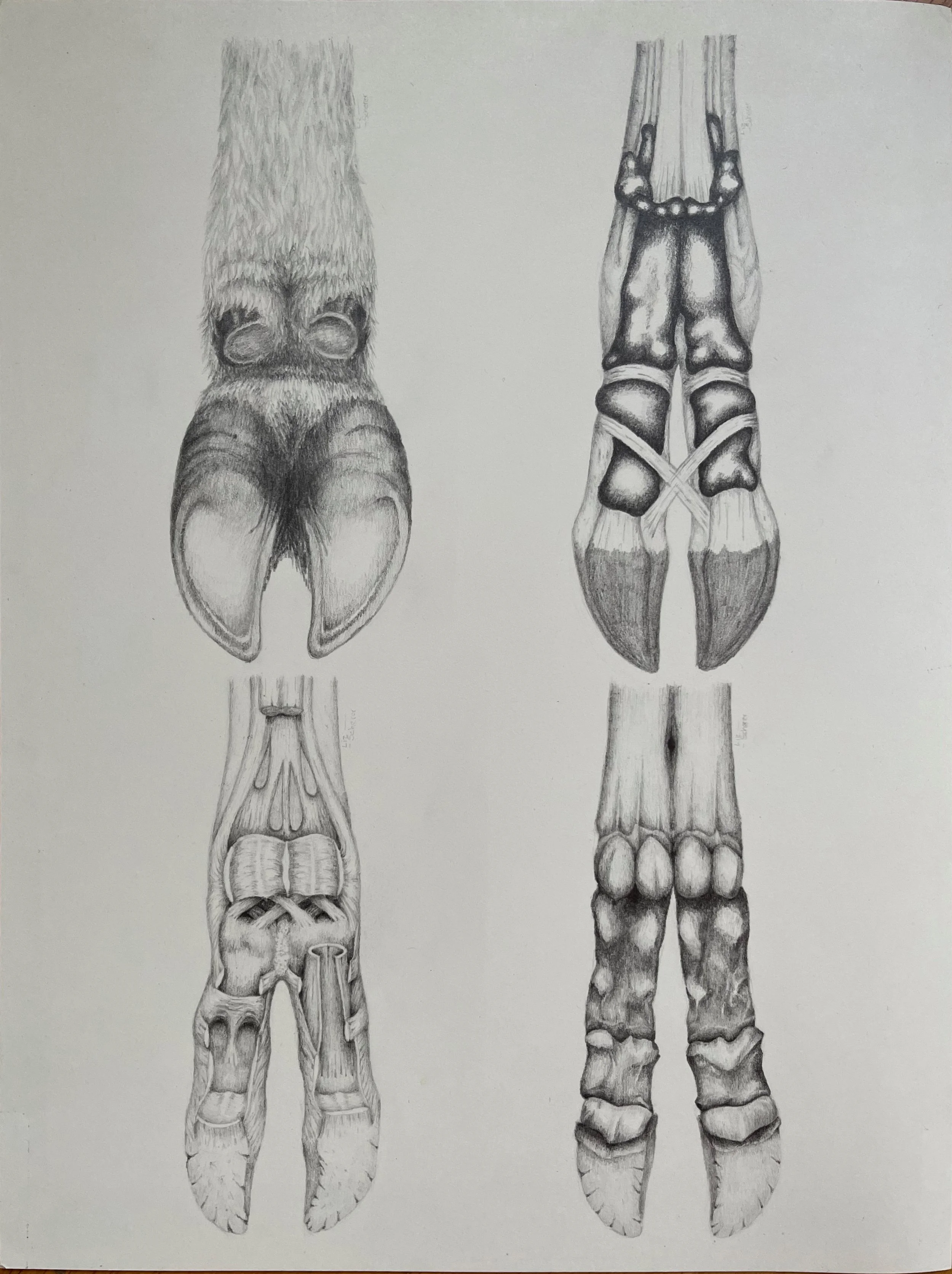 Bovine hoof anatomy, pencil