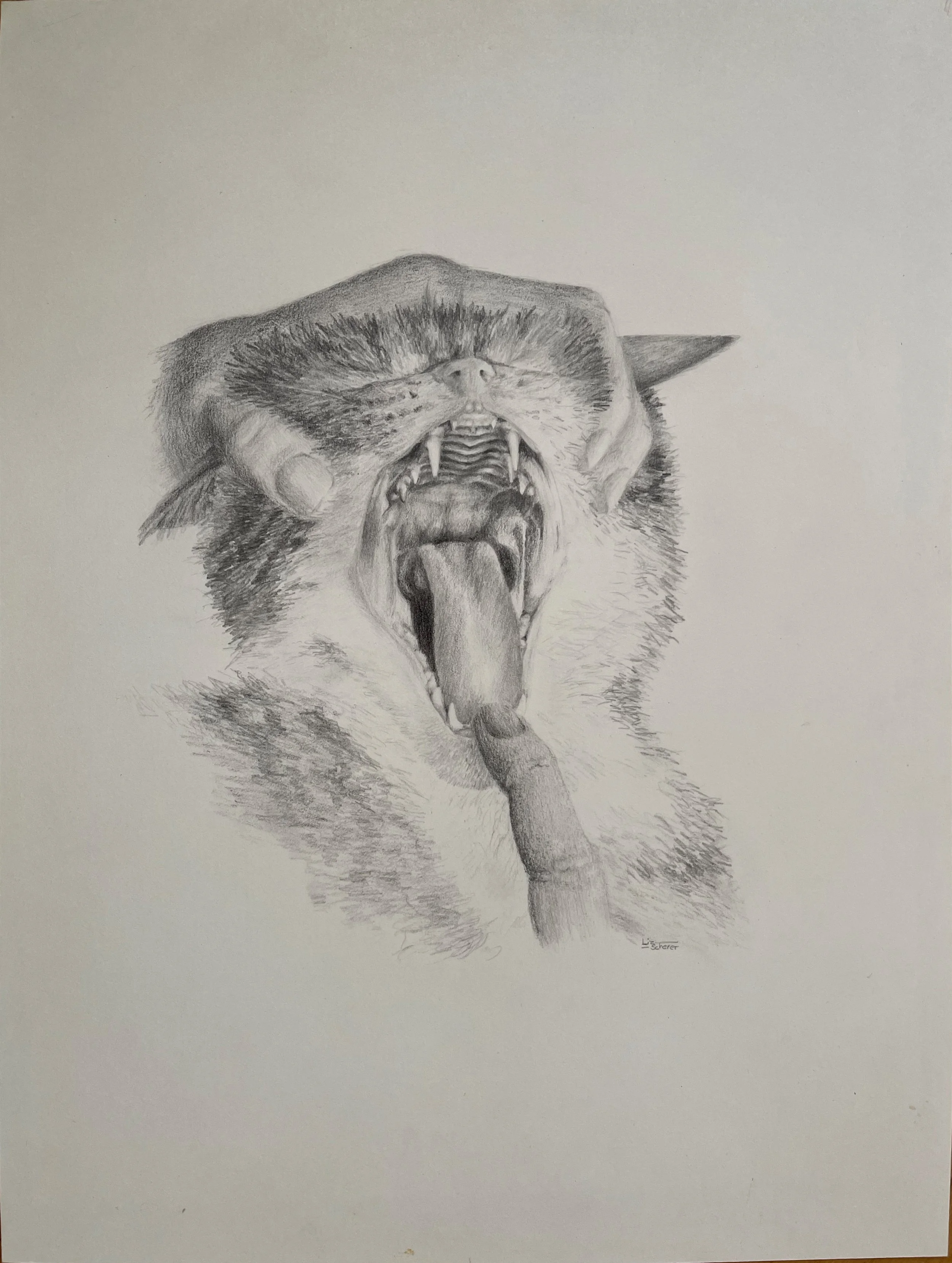 How to open a cat's mouth, pencil