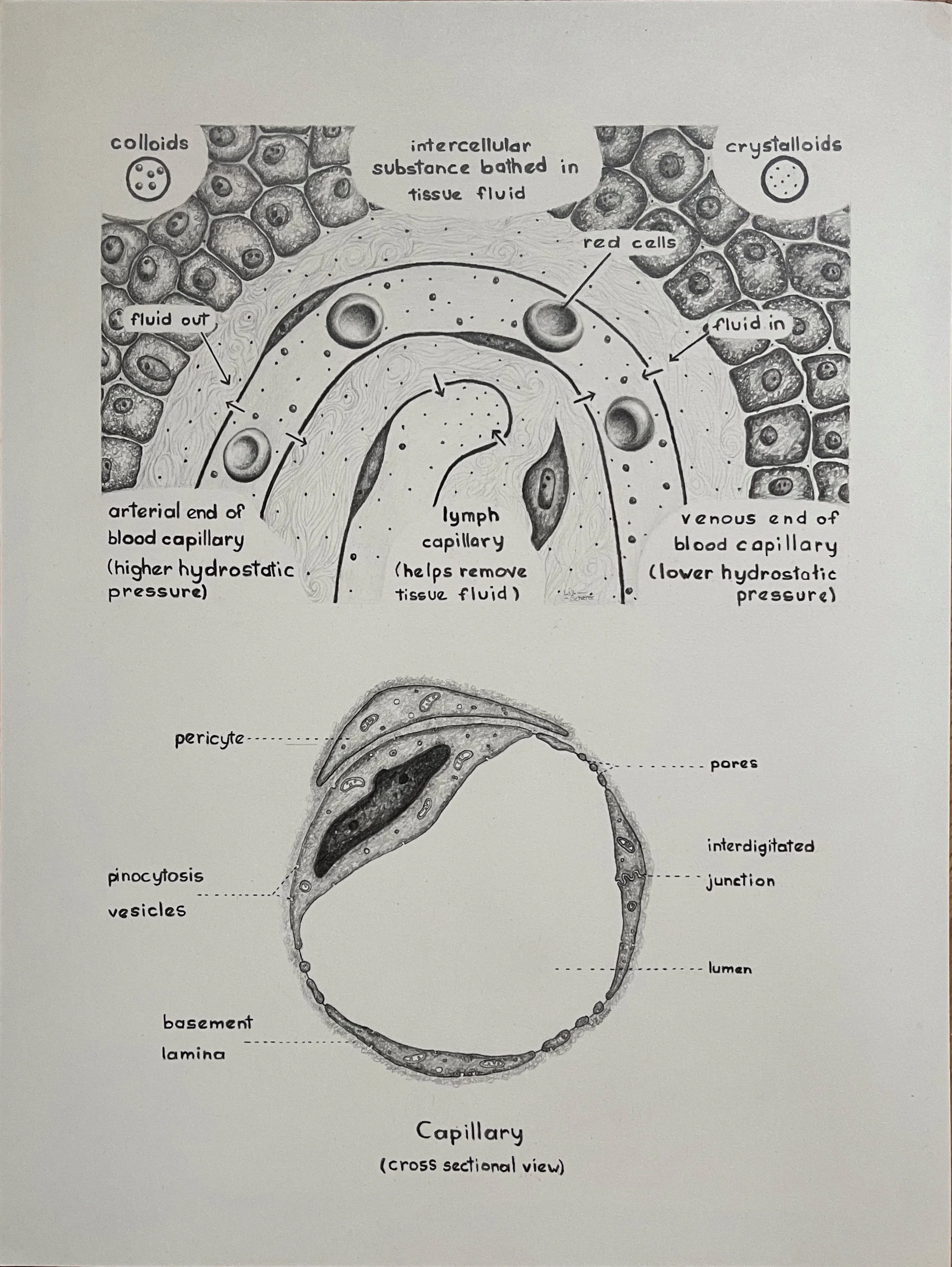 Histological drawing, pencil