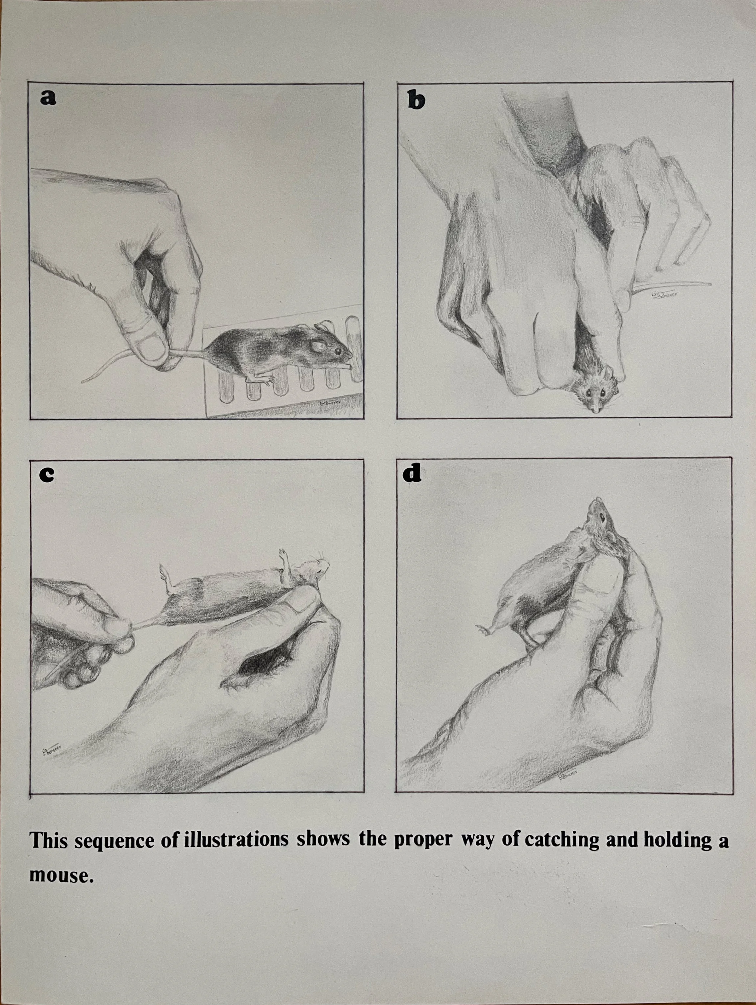 How to hold a mouse, pencil